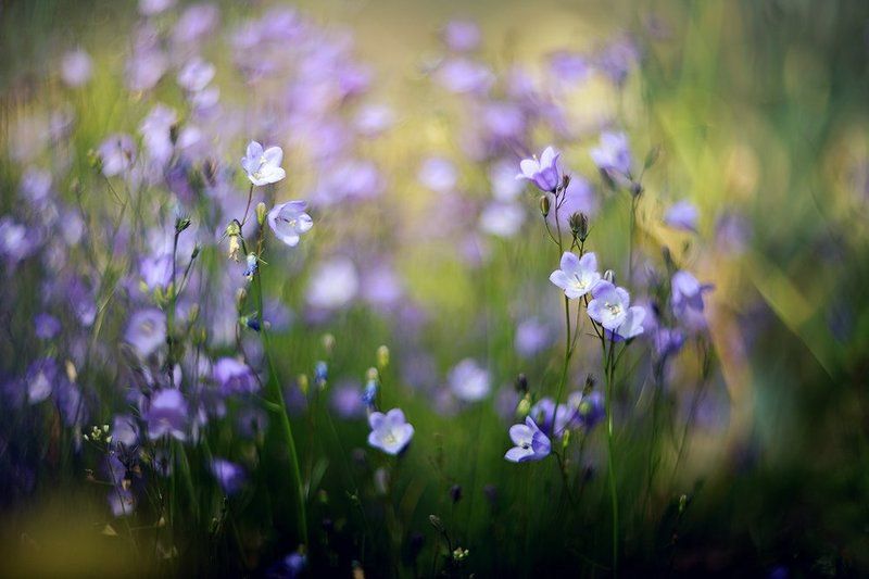 Время колокольчиков фото превью
