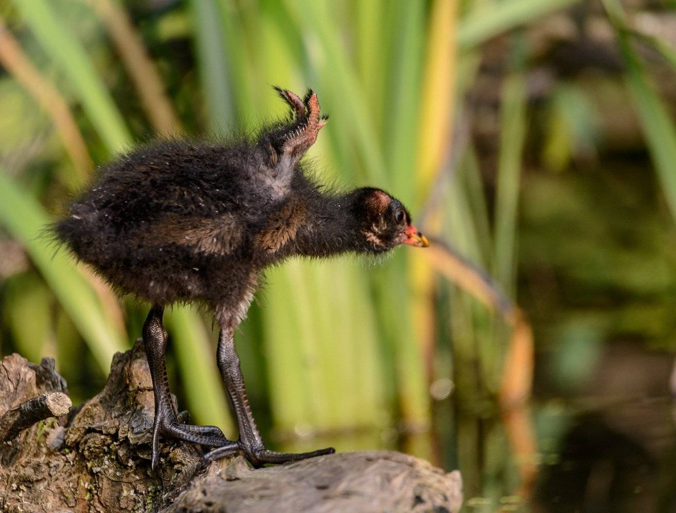 Сибирь, Кемерово, Камышница, Лето, Июль, птенец, Дмитрий Дубиковский