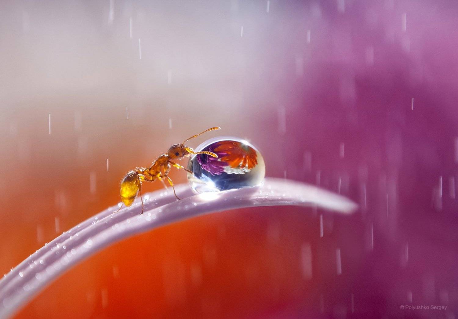 , Полюшко Сергей