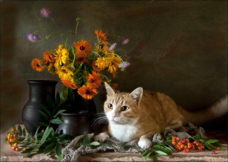 Август, Календула, Натюркотики, Оранжевый цвет, Рыжая кошка, Рябины Накануне рыжей осени фото превью