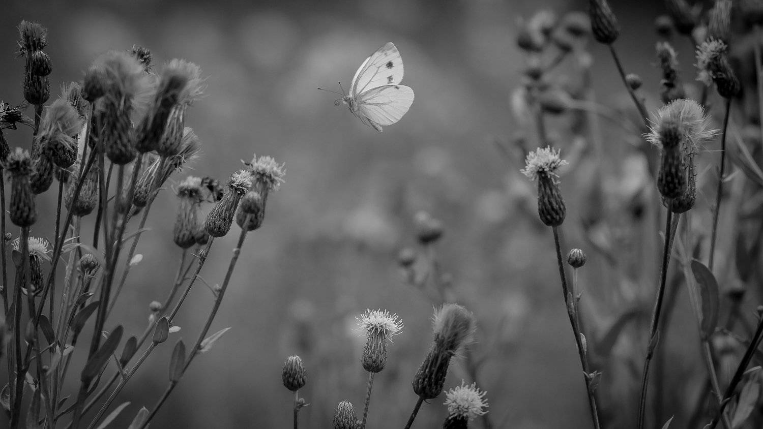 , Татьяна Гасс