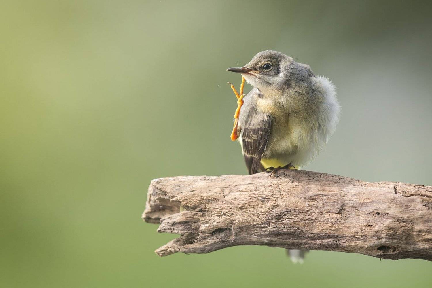 gray wagtail, Marcin Kaczmarkiewicz