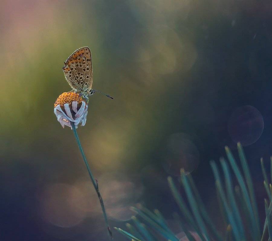 , Pawel Plucinski