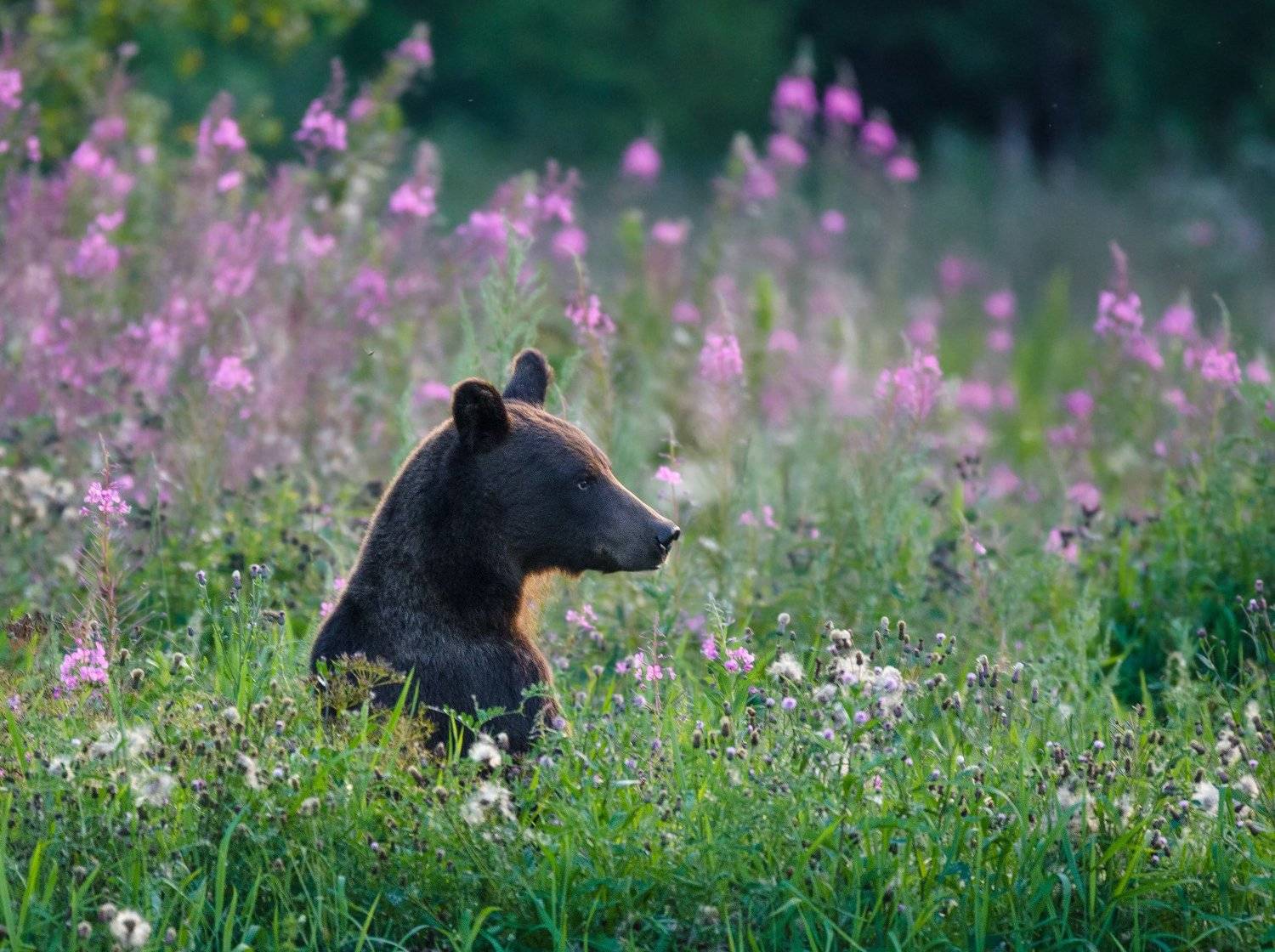 бурый медведь, мишка, август, дикая природа россии, животные, заповедник, лето, овсы, поле, старосельский мох, сумерки, тверская область, цлгз, Ксения Соварцева