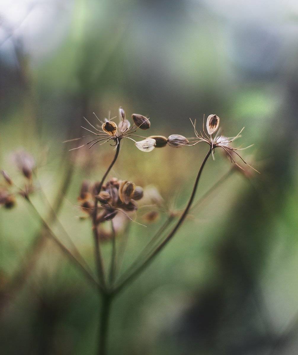 Август, Анна чернякова, Лето, Макро, Макромир, Макросъемка, Чернякова Анна