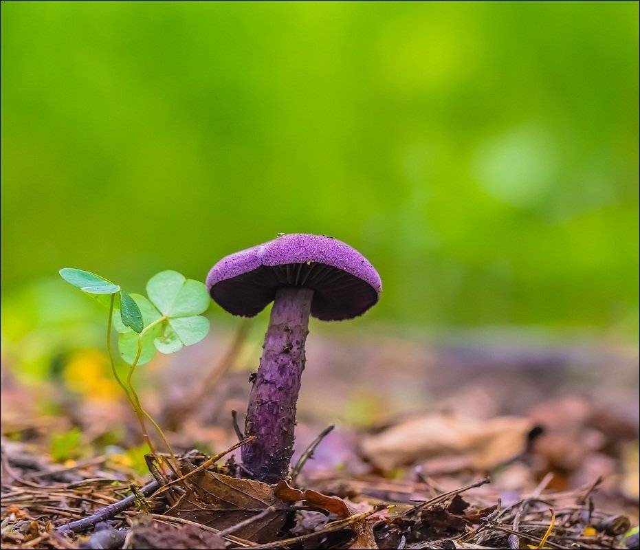 , Бурлов Андрей
