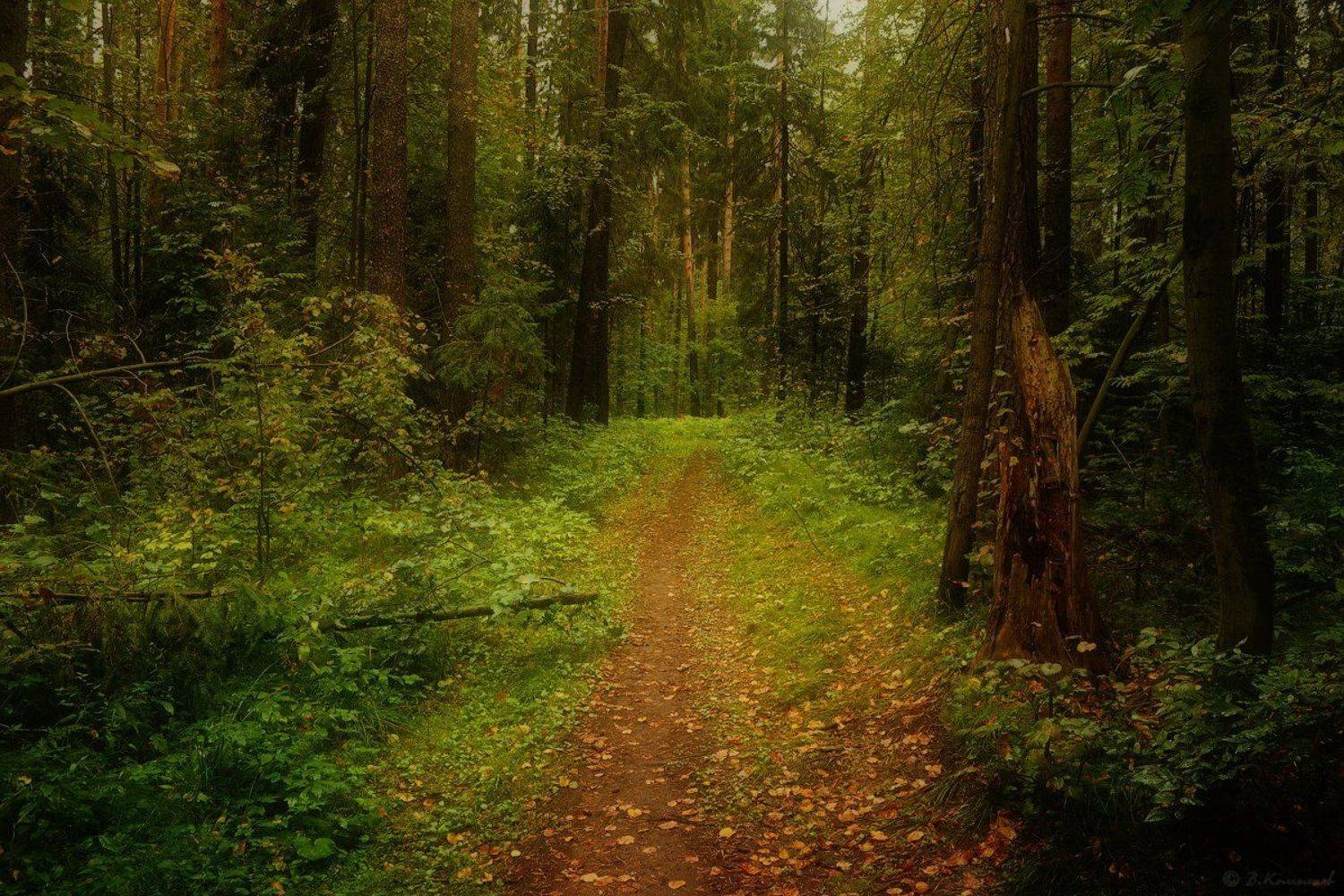 Лес, Лето, Природа, Тропа, Владимир Комышев