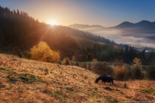 Карпаты. Утро на склонах у села Дземброня