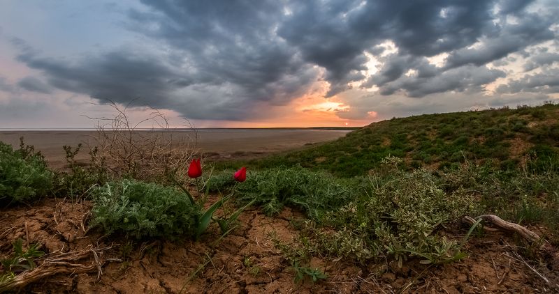 Баскунчак, Весна, Тюльпаны, Эльтон Эльтон и Баскунчак весной. фото превью
