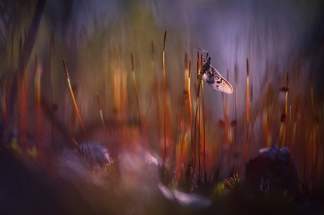 , Вячеслав Мищенко