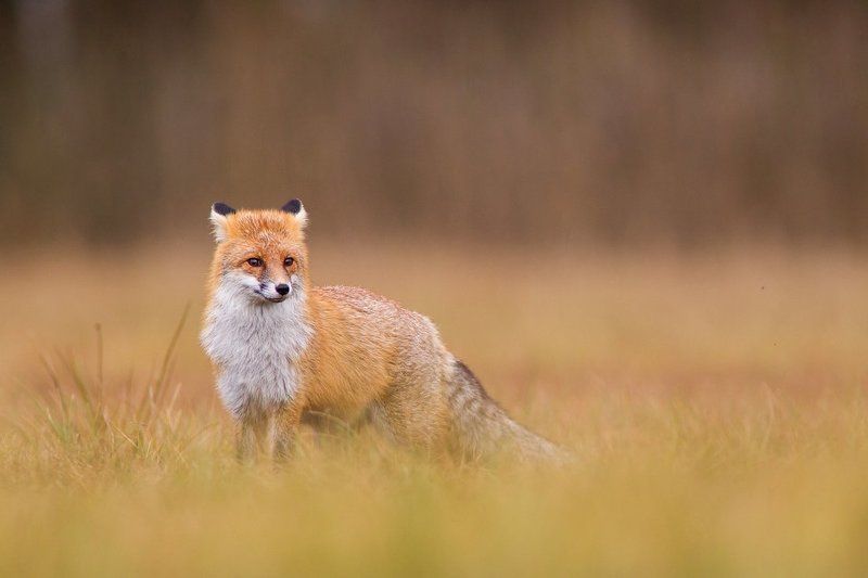 Fox