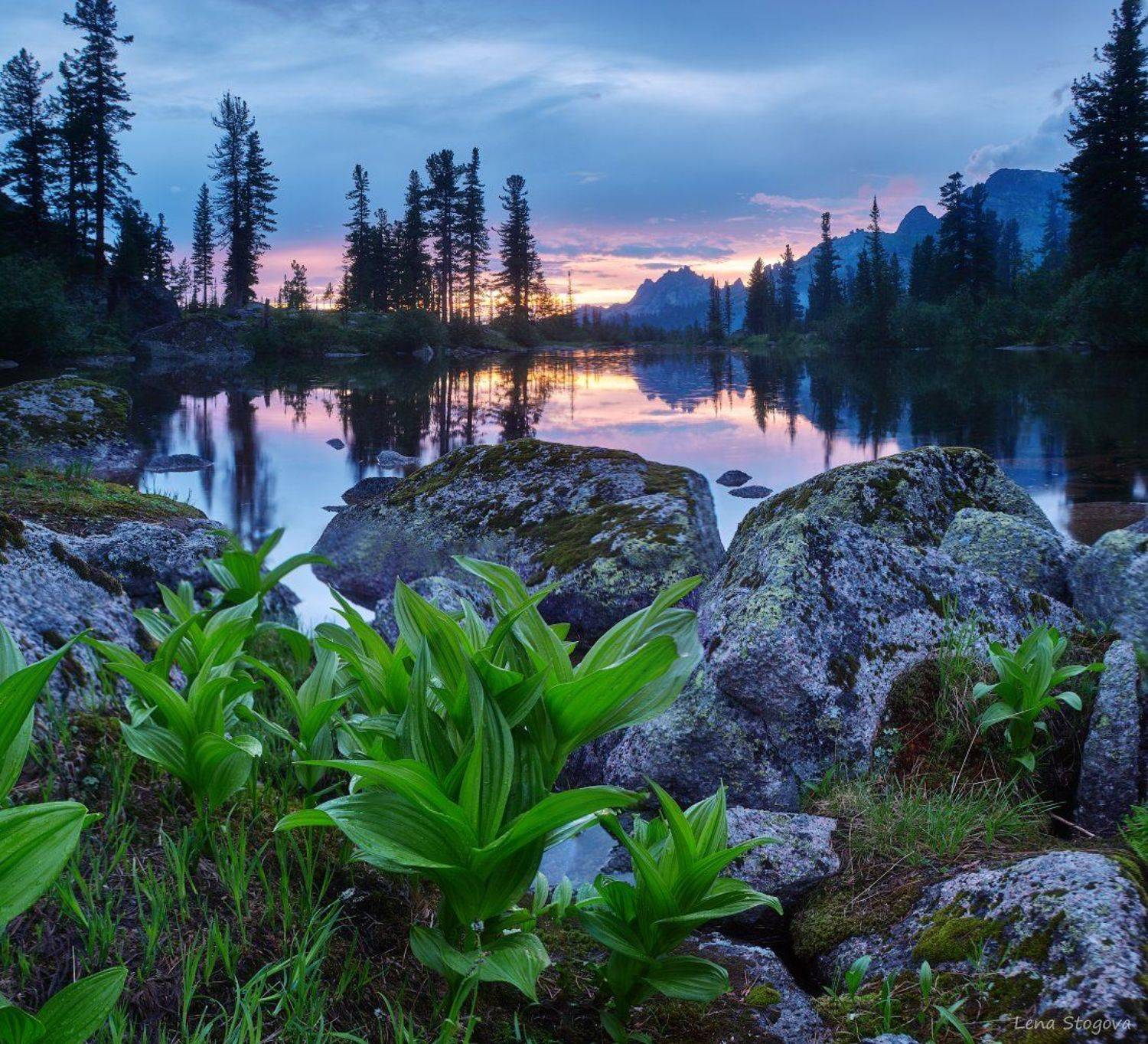 , Лена Стогова