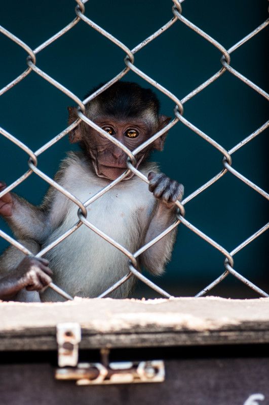 Animals, Monkey Wild фото превью