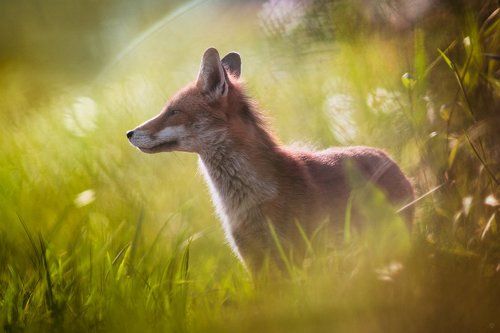 Red Fox