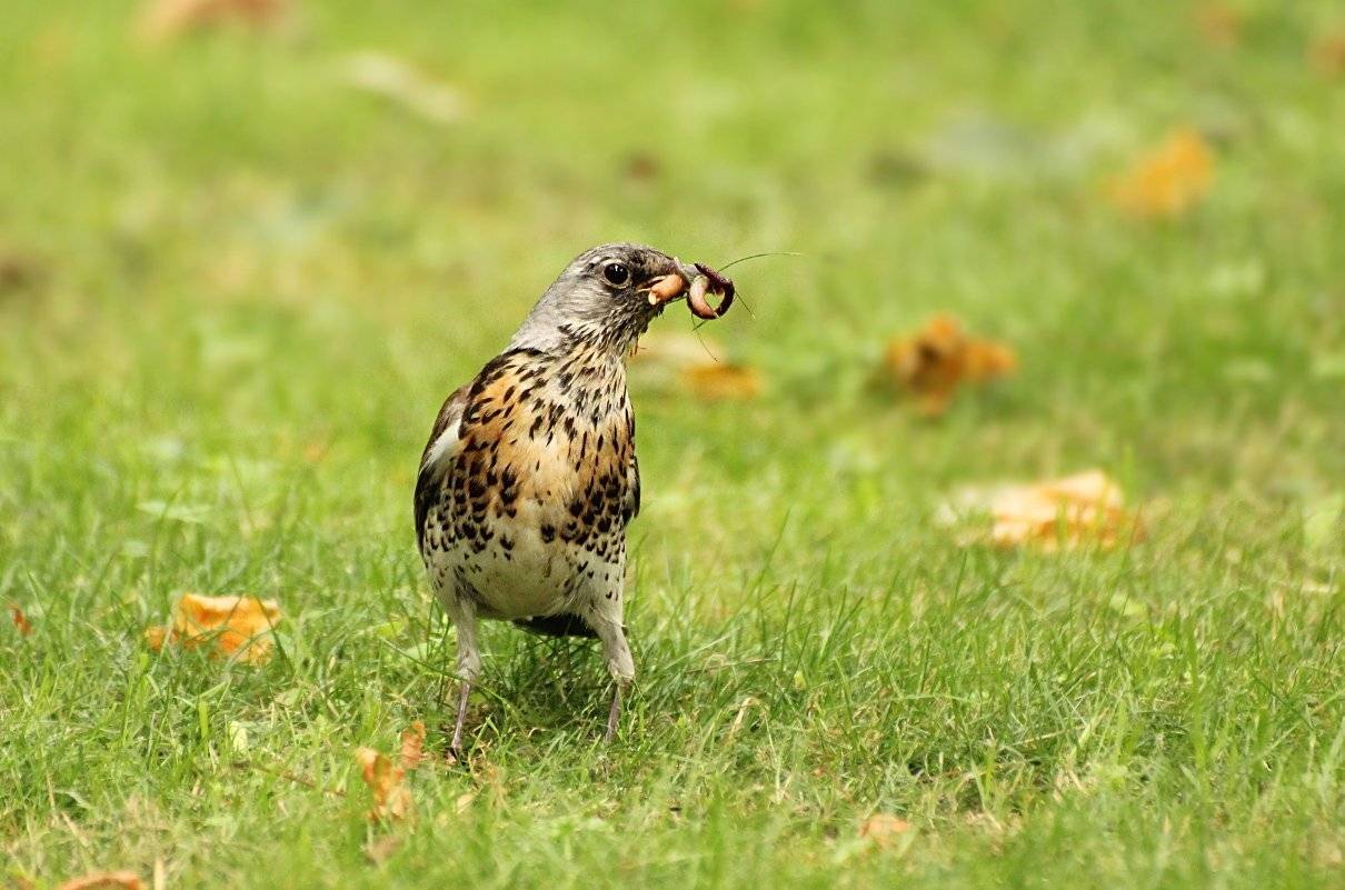птицы, дрозд, добыча, червяк, Шруб (Беляева) Татьяна