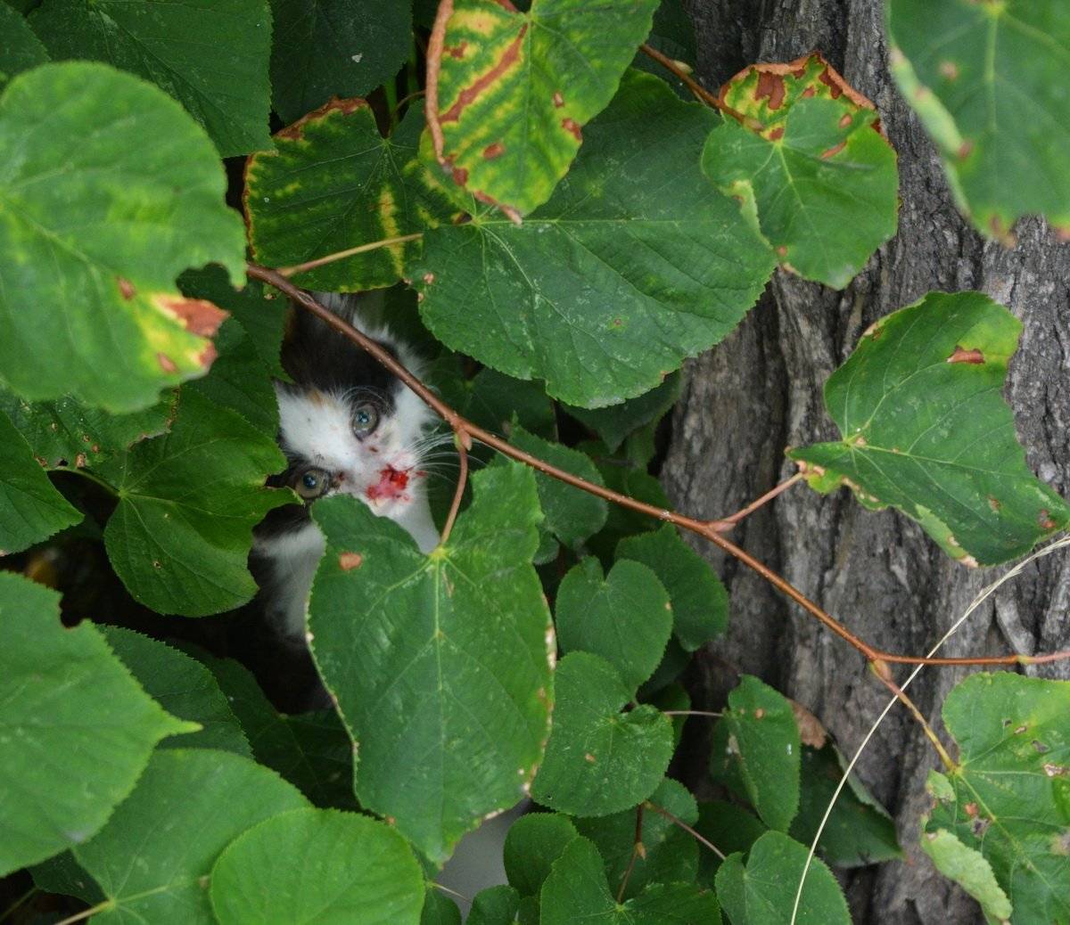 Котенок.. Автор: Марина Никулина , Марина Никулина