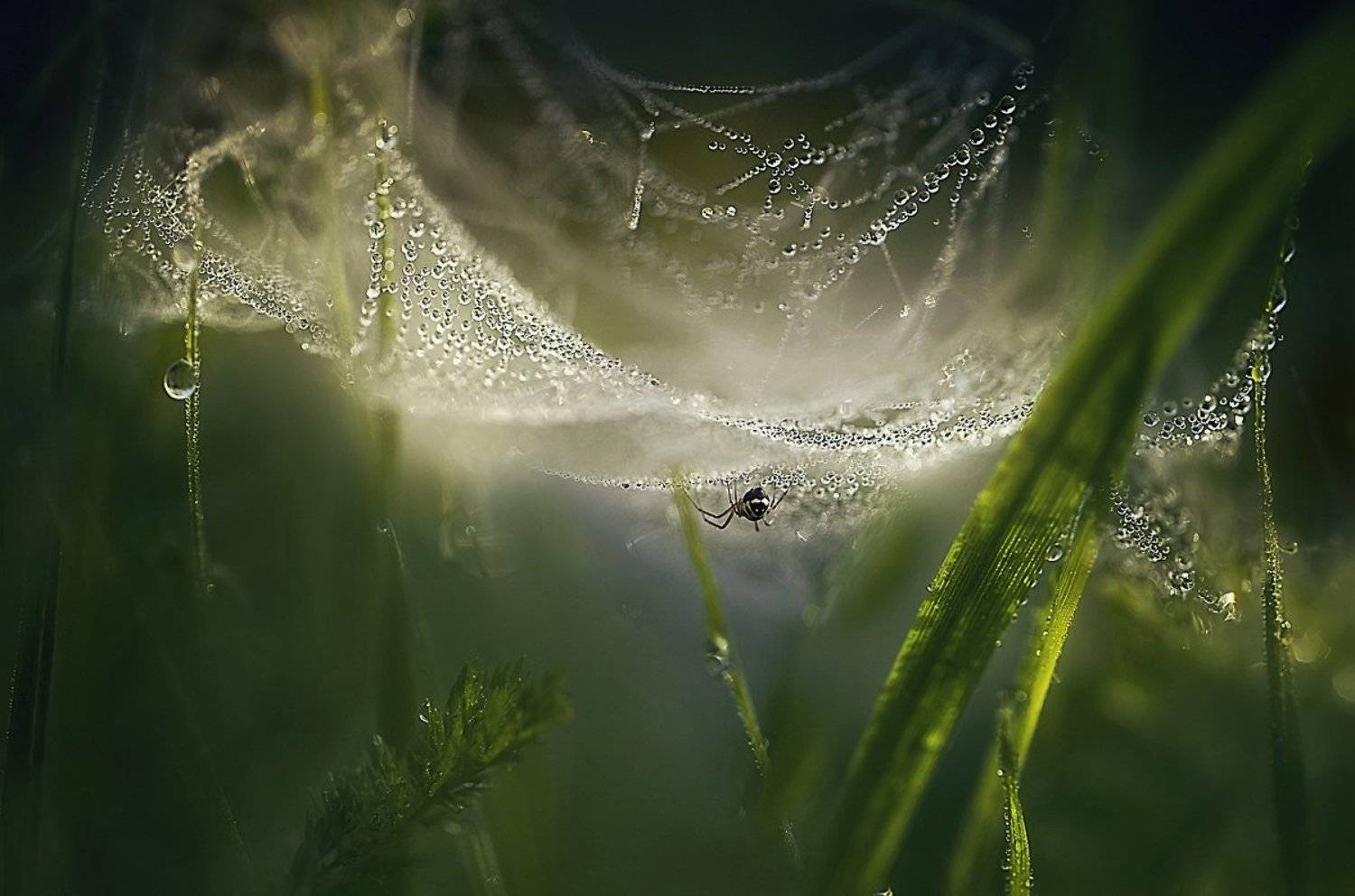 паутинки,роса, Galina Ynaeva