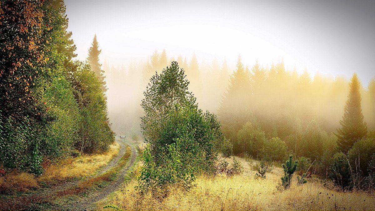 пейзаж, осень, туман, Александр Потапов