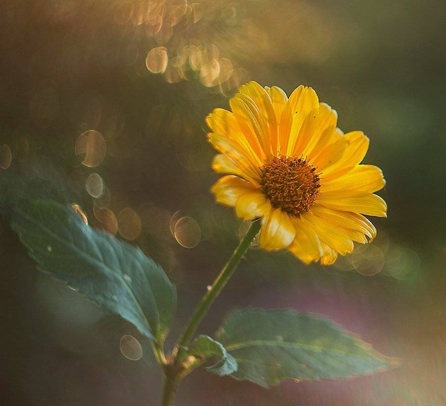 , Pawel Plucinski