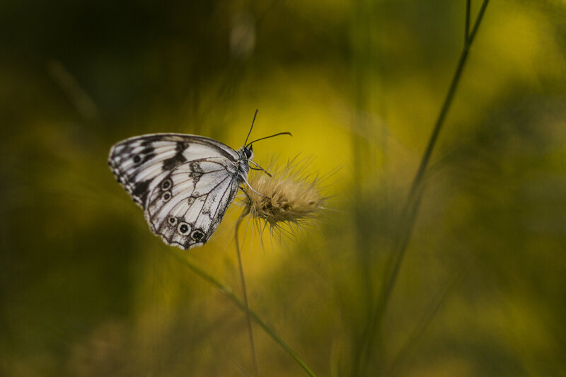 nature, insect, butterfly, bokeh Melanargia фото превью