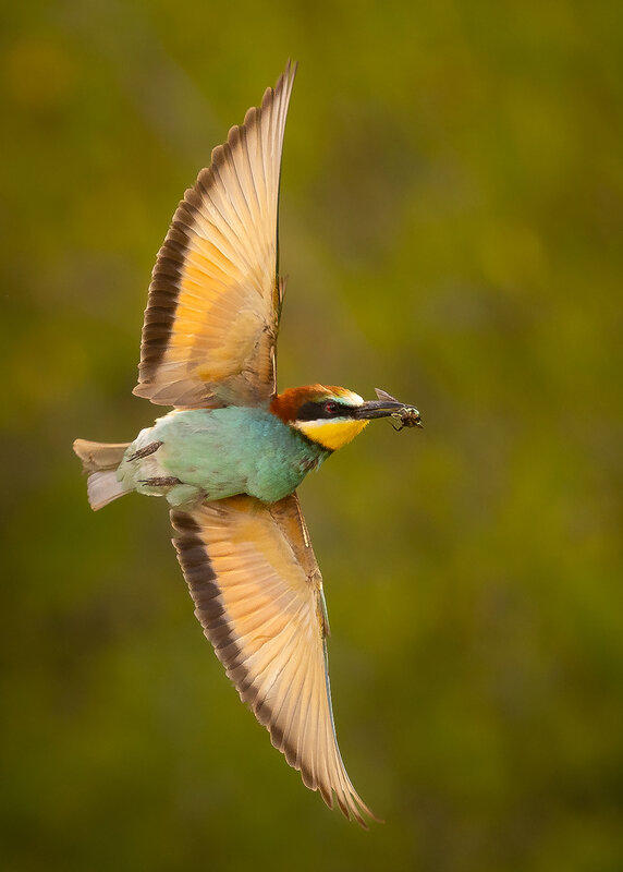 Bee-eater фото превью