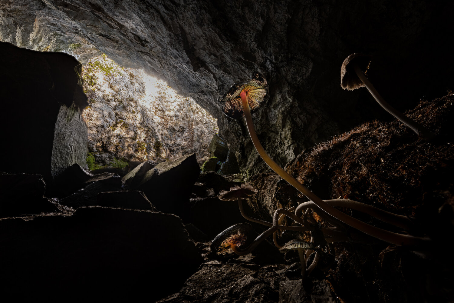 The Mushrooms in grotto. Автор: guntis zebergs , guntis zebergs
