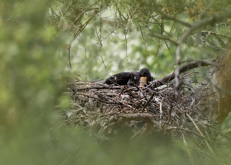 Черный аист (Ciconia nigra) фото превью