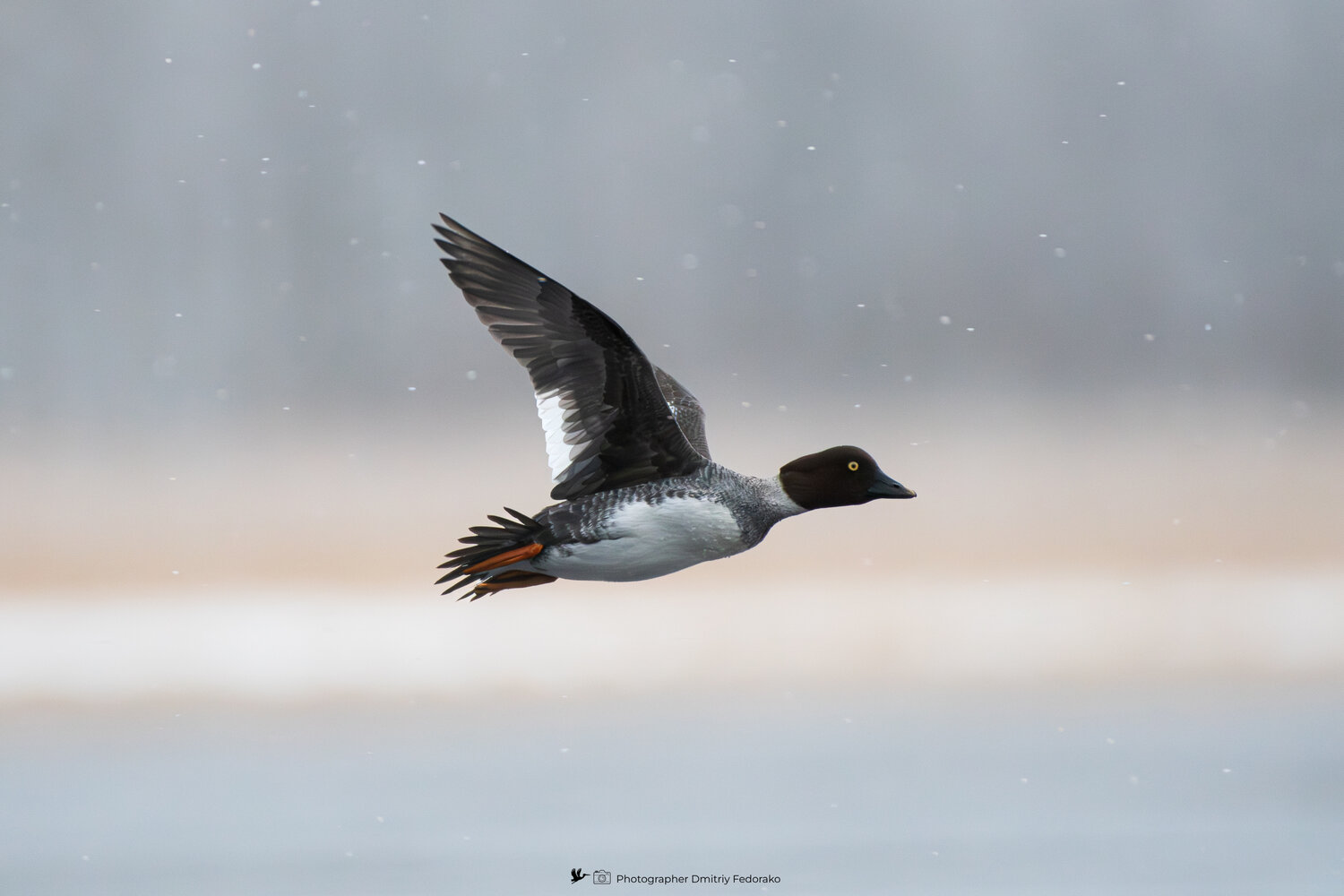 утка, гоголь, зима, полет, дикая жизнь, холод, природа, winter, cold, duck, bucebhala, golden-eye, Дмитрий Федорако