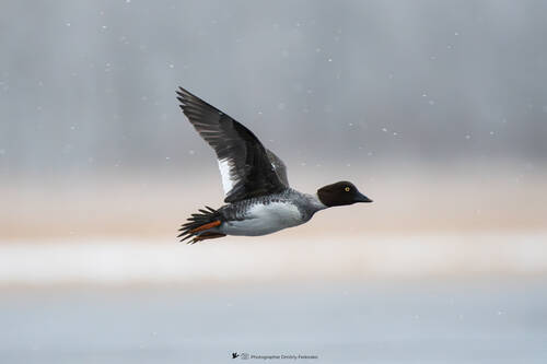 Полёт сквозь снег // Flying through the snow