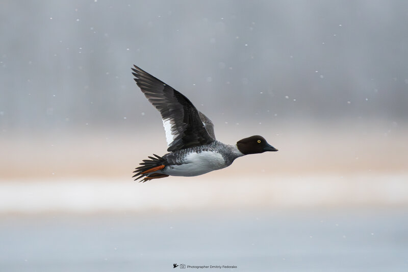 утка, гоголь, зима, полет, дикая жизнь, холод, природа, winter, cold, duck, bucebhala, golden-eye Полёт сквозь снег // Flying through the snow фото превью