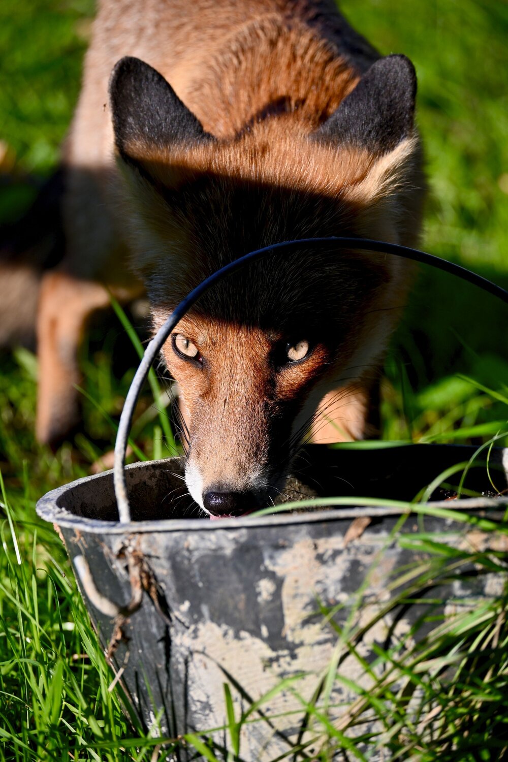 Fox. Автор: Maria Vittoria Amoruso Wild, Wildphotography, Nature, Animal, Fox, Photography, Woods, Maria Vittoria Amoruso