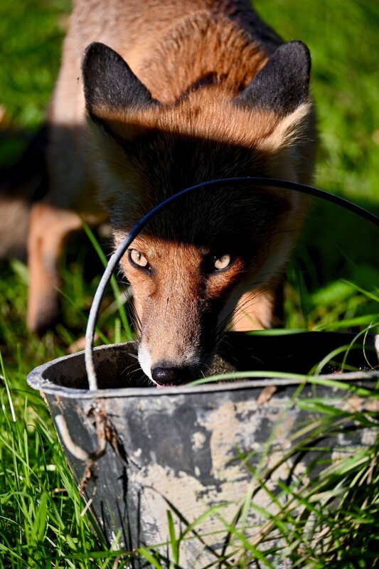 Wild, Wildphotography, Nature, Animal, Fox, Photography, Woods Fox фото превью