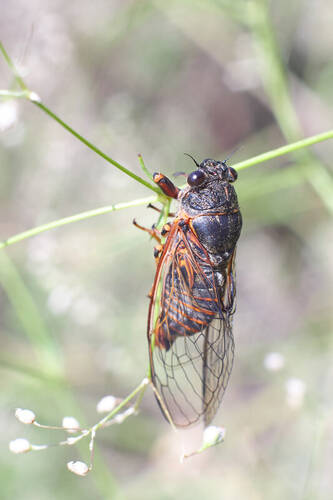 Cicadetta concinna