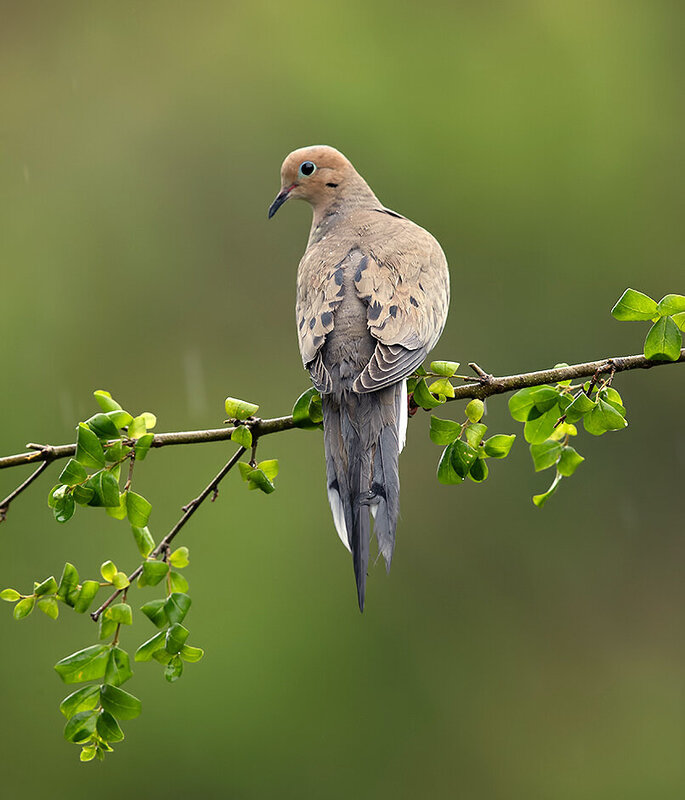 mourning dove, плачущая горлица, горлица, dove, rain, птицы, дождь, wild Mourning Dove - Плачущая Горлица фото превью