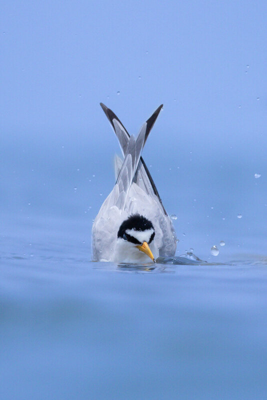 Bathing  фото превью
