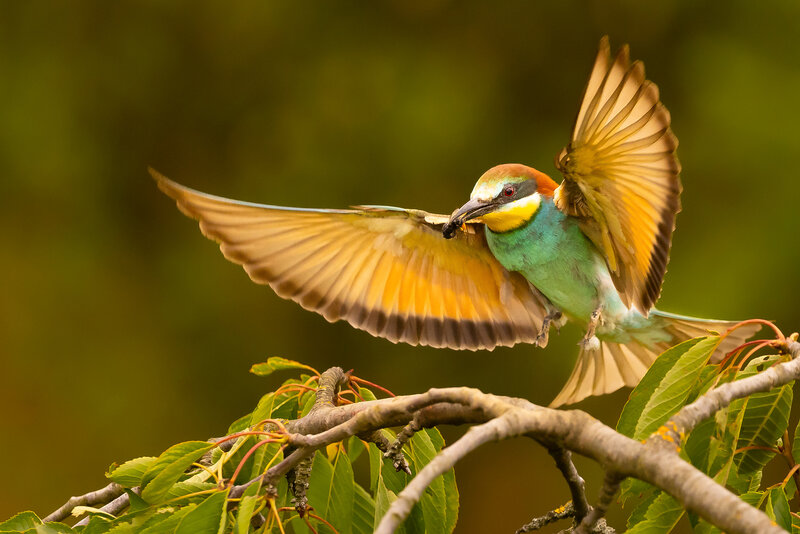 Bee-eater фото превью
