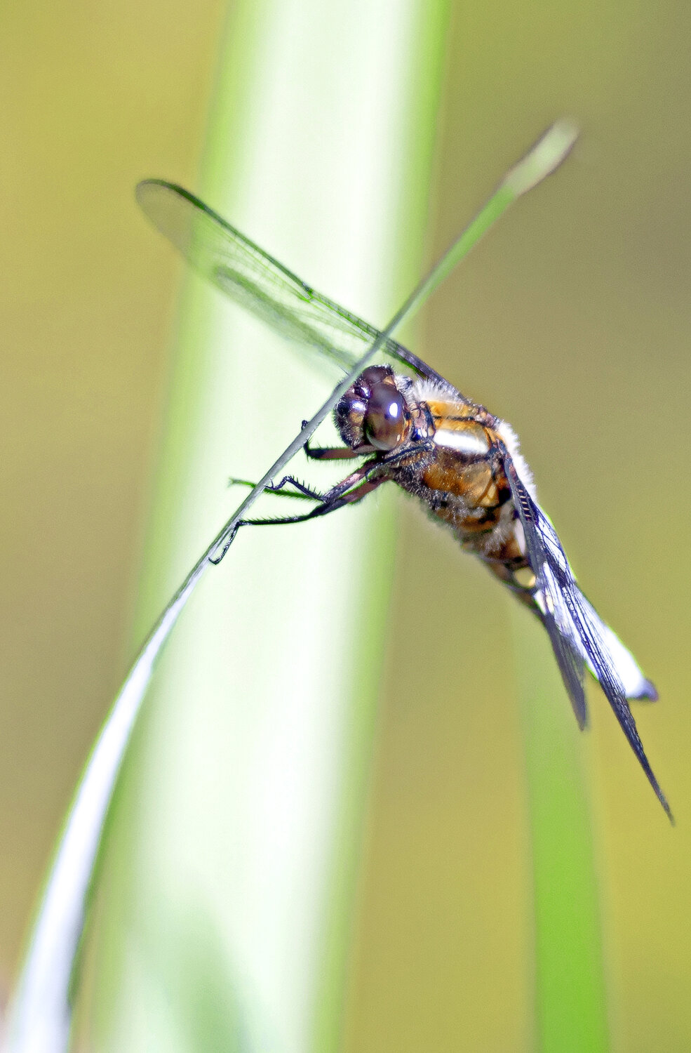 , WENIK