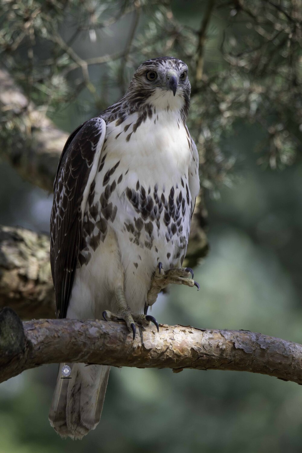 Red-tailed hawk. Автор: Ali Pashang , Ali Pashang