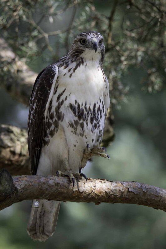 Red-tailed hawk фото превью