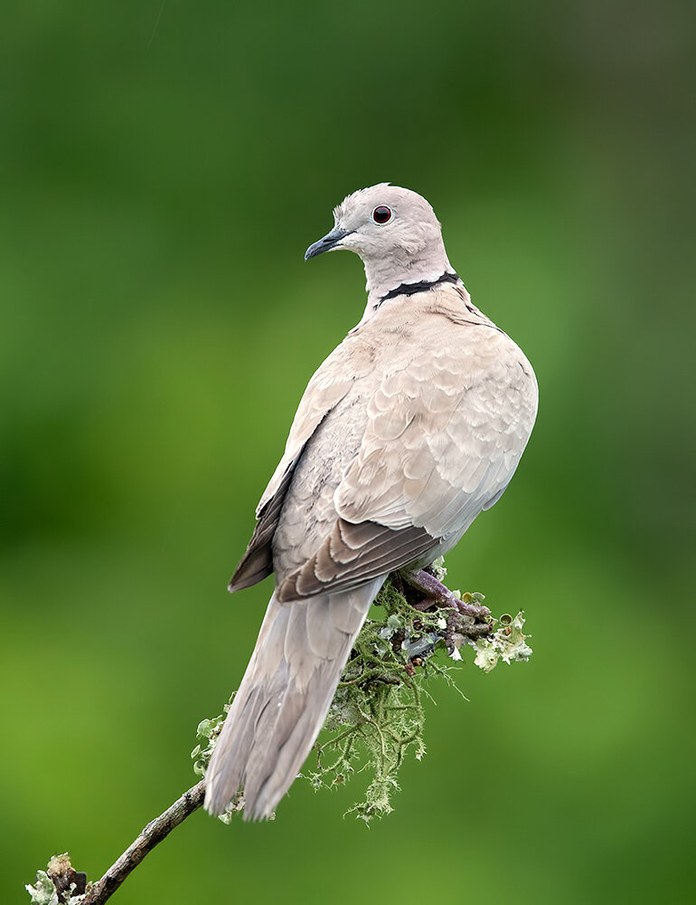 eurasian collared dove, dove, collared dove, кольчатая горлица, горлица, птицы, birds, wild, Etkind Elizabeth