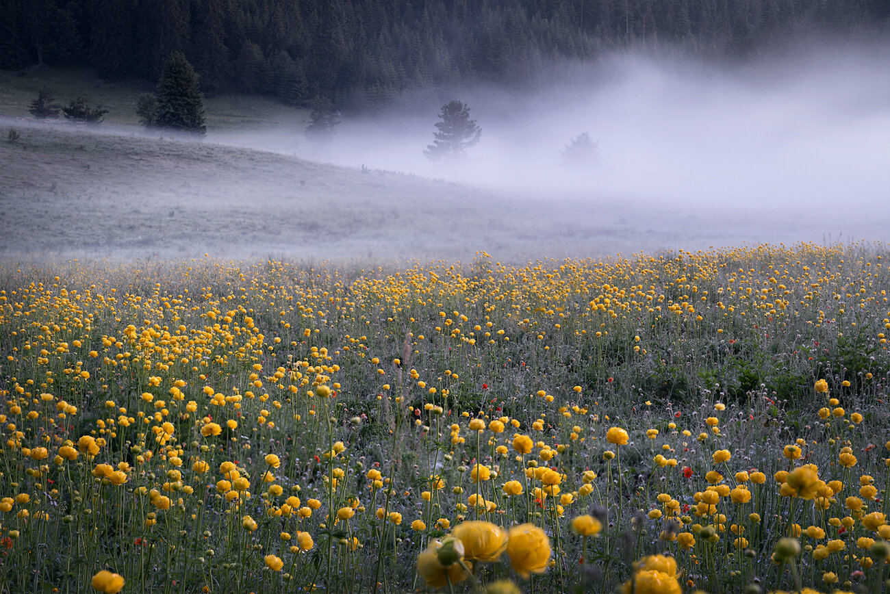 landscape, nature, morning, wildflower, mist, misty, fog, foggy, Александър Александров