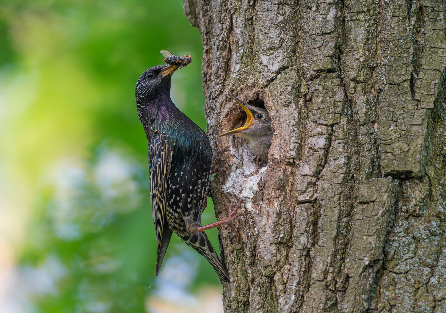 Жука хочу!. Автор: Сигушин Руслан птицы, скворцы, фотоохота, birds, птенцы, Сигушин Руслан