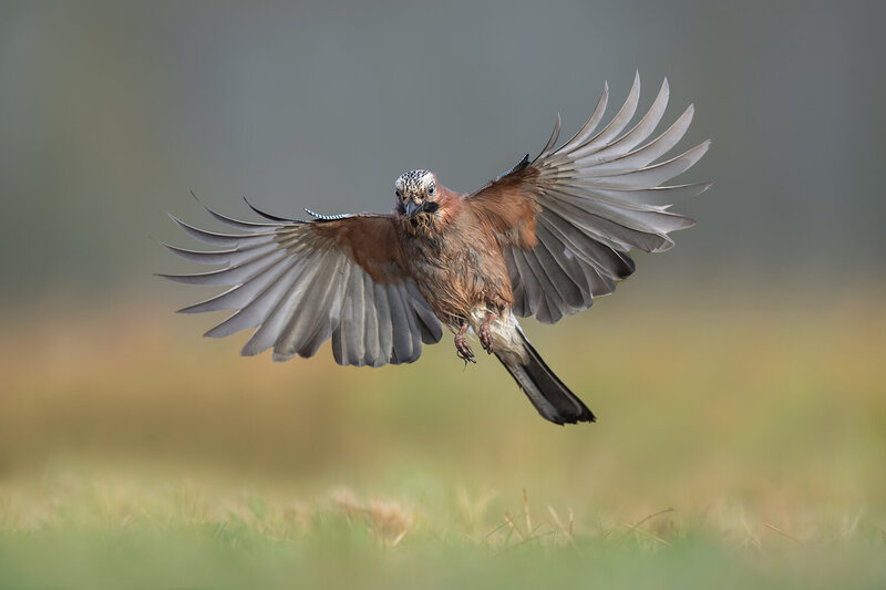 eurasian jay, jay, garrulus glandarius, corvid, crow family, bird, wild bird, wildlife, bird in flight, flying bird, landing, wings spread, flight, avian, woodland bird, forest bird, wildlife photography, bird photography, action, action shot, feathers, p Grace in Flight фото превью