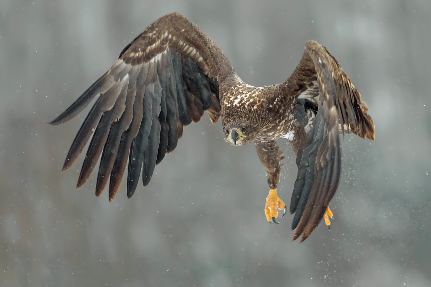The Silent Strike. Автор: Damian Kwasek white tailed eagle, white-tailed eagle, haliaeetus albicilla, eagle, bird of prey, raptor, wildlife, wildlife photography, bird photography, eagle in flight, flying eagle, landing, talons, wings spread, action, action shot, predator, majestic, powerful, n, Damian Kwasek