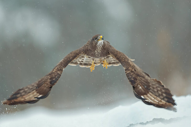 common buzzard, buzzard, buteo buteo, bird of prey, raptor, wildlife, wildlife photography, bird photography, flying buzzard, buzzard in flight, flight, wings spread, landing, winter, snow, snowfall, predator, nature, europe, poland, forest, hunting, tele Silent Approach фото превью