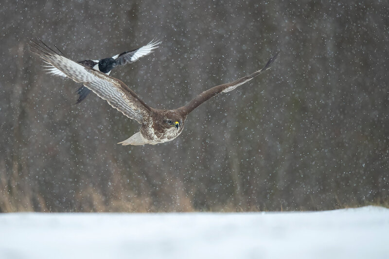 common buzzard, buzzard, buteo buteo, eurasian magpie, magpie, pica pica, bird of prey, raptor, wildlife, wildlife photography, bird photography, interaction, mobbing, harassment, chasing, flight, birds in flight, predator, flying buzzard, flying magpie,  Unwelcome Escort фото превью