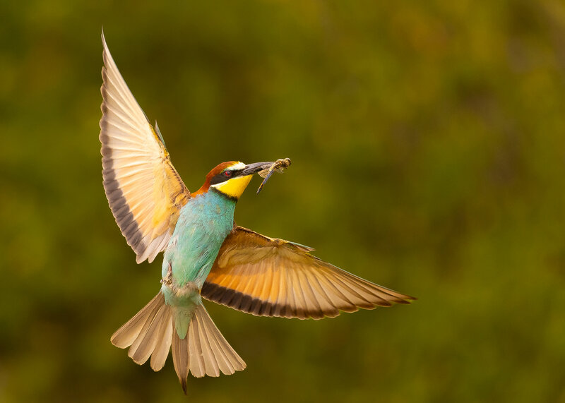 Bee-eater фото превью