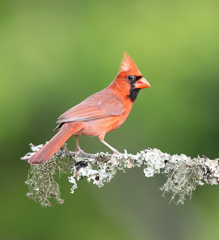 northern cardinal, cardinal, birds, wild, красный кардинал, кардинал, птицы Northern Cardinal male - Красный кардинал, самец фото превью