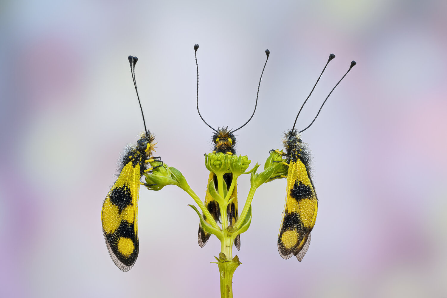 macrophotography, bug, macroworld, micr, Camilla Zocchi