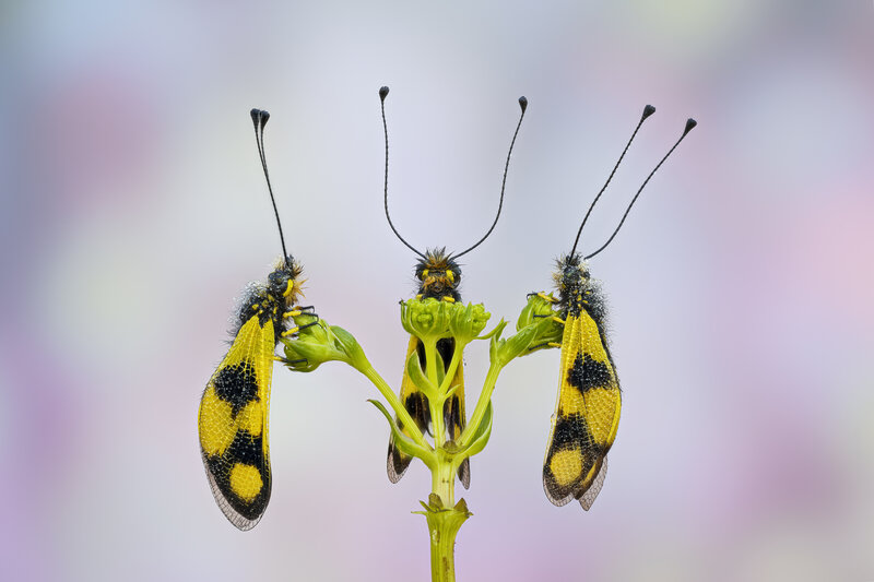 macrophotography, bug, macroworld, micr The three dining companions  фото превью